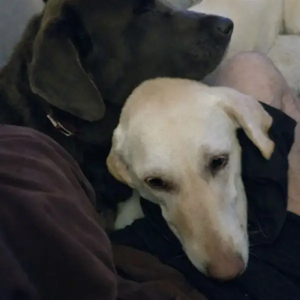 Beau and Betsy relaxing together during an in-home pet sitting visit