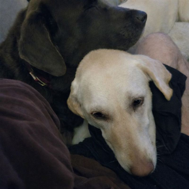 Beau and Betsy relaxing together during an in-home pet sitting visit