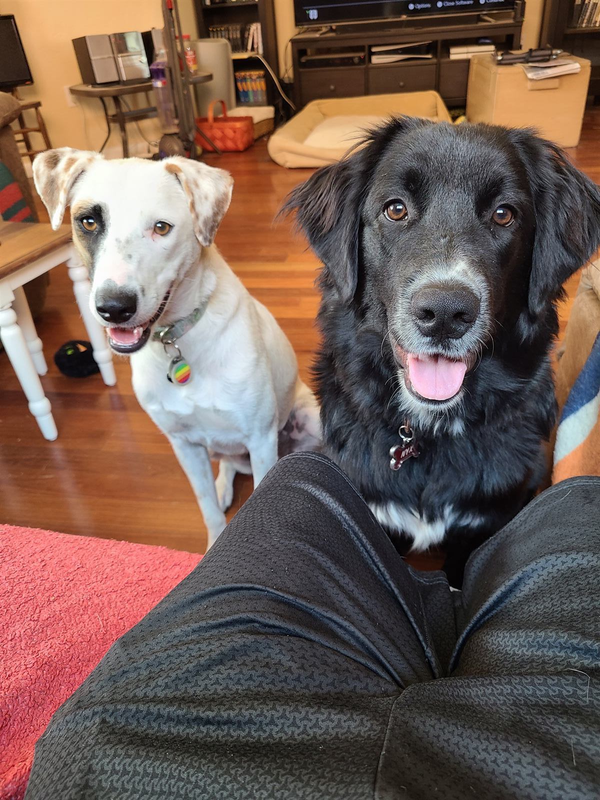 Nyx during a pet care visit